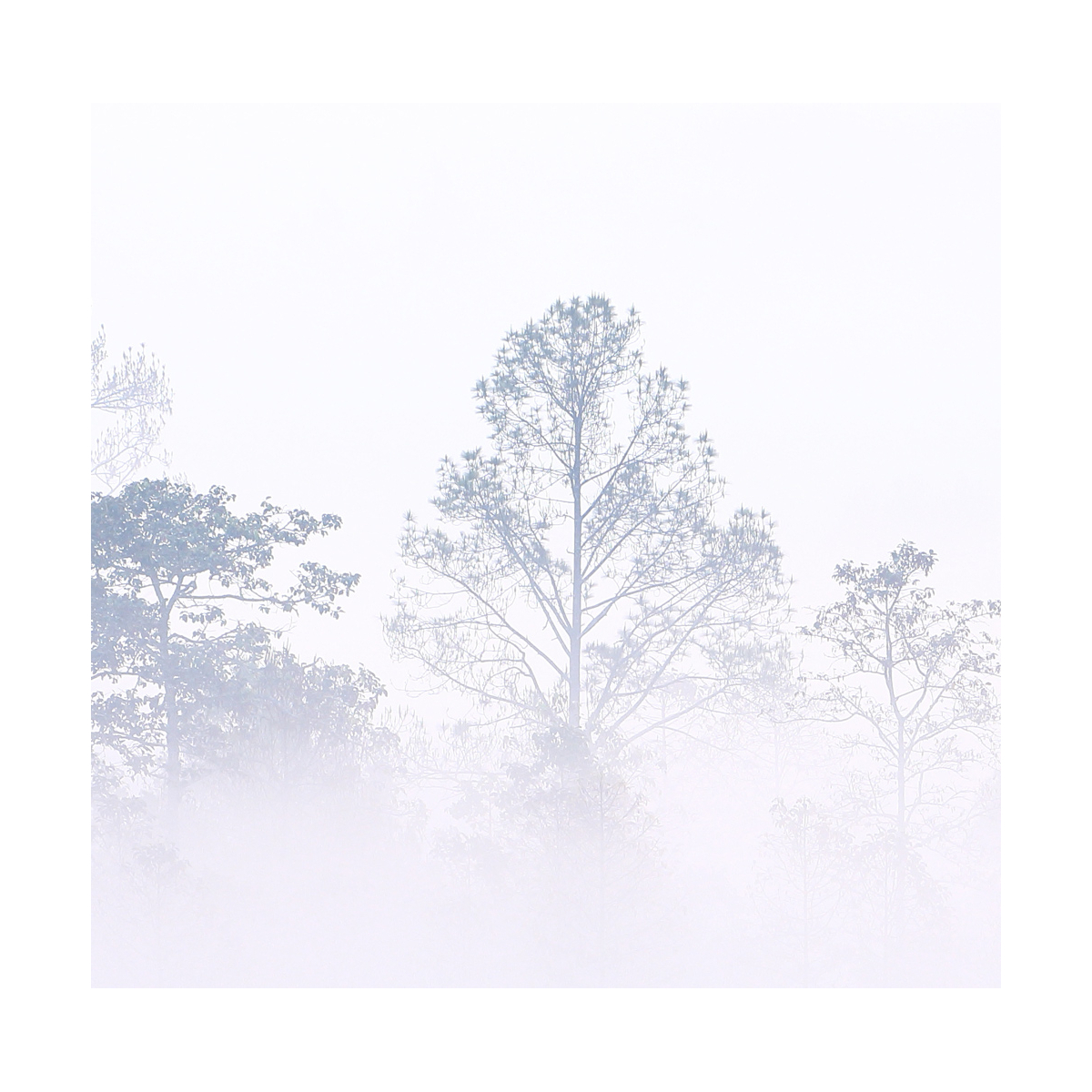 Morning Mists 08 Carta da parati panoramica | Misura L | Acte-Deco