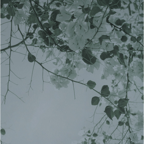 Papier peint nature panoramique - Blurry Green - Acte-Deco